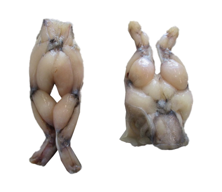 Ancas de Rana 