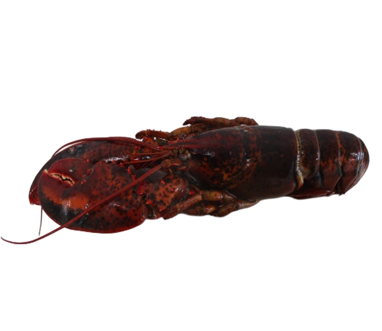 Bogavante Americano 450/550