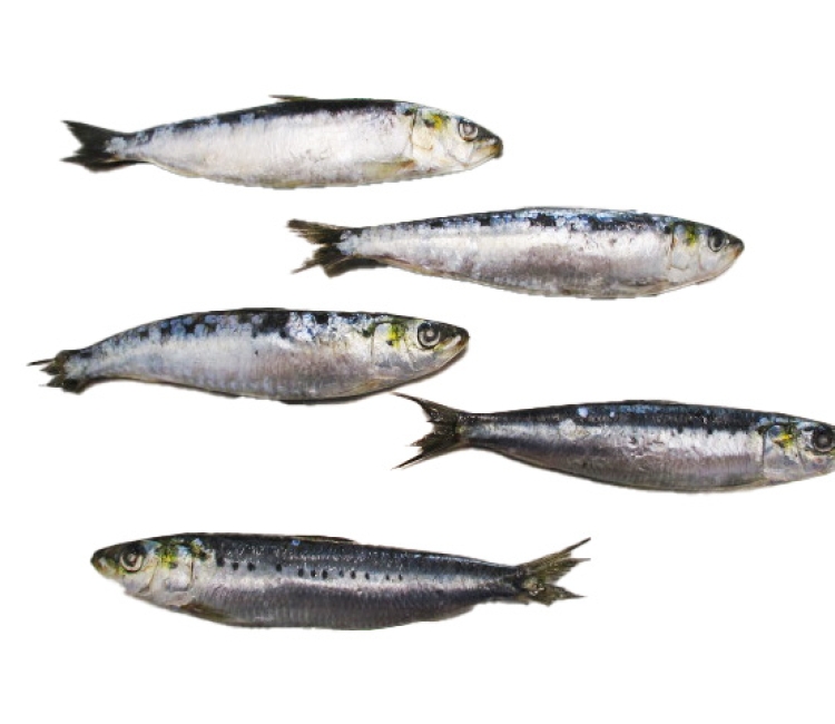 Sardina 12/16